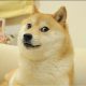 Shina Inu SHIB Dogecoin DOGE kabosu dog